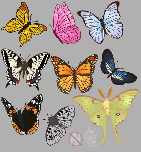 Butterfly study